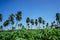 Coconut plantation and cassava farm