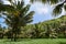 Coconut plantation, coconut palm trees. Tropical background.