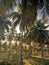 Coconut plantation, Palm Trees, Alagoas, Brazil.