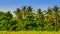 Coconut plantations in the countryside