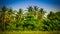 Coconut plantations in the countryside