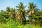 Coconut plantations in the countryside