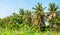 Coconut plantations in the countryside