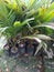 Coconut plants in nursery waiting for sale