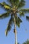 Coconut plucker climbs on coconut palm