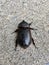 Coconut Rhinoceros Beetle