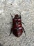 Coconut Rhinoceros Beetle