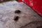 Coconut rhinoceros beetle crawling slowly isolated on cement flooring background closeup