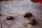 Coconut rhinoceros beetle crawling slowly isolated on cement flooring background closeup