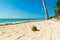 Coconut on the sand in Raisins Clairs beach