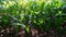 Coconut saplings at the horticultural farm in India