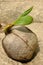 Coconut Seed Sprouts new Life