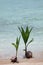 Coconut Seedling