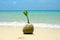Coconut Seedling Sand Growth Nature Sea Landscape