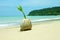 Coconut Seedling Sand Growth Nature Sea Landscape