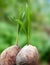 Coconut seedlings