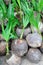 Coconut seedlings ready for planting