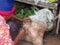 Coconut sell at rural street food.