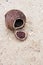 Coconut shell on the beach