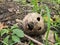 The Coconut shell on the ground in the forest look like human face.