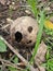 The Coconut shell on the ground in the forest look like human face.