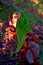 Coconut shoots germinating between dry coconut shells