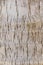 Coconut skin tree texture