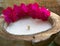 Coconut spa candle and pink flowers