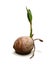 Coconut sprout on white background