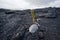 Coconut Sprouting in Lava Landscape