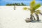 Coconut sprouting in to palm tree on white coral sand