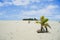 Coconut sprouting in to palm tree on white coral sand