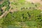 Coconut and sugar canne plantation near Calheta Sao Miguel in Santiago Island  in Cape Verde - Cabo Verde