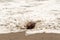 Coconut in surf on Jaco beach, in the Puntarenas province of Coata Rica