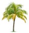 Coconut tree