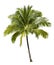 Coconut tree