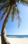 Coconut Tree and Beach
