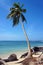 Coconut tree on a beach eroded by the ocean