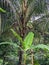 the coconut tree that is being tapped for its flowers, you can see there is a black tapping tool