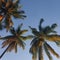 Coconut tree below green nature