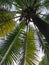 coconut tree botton view