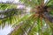 Coconut tree, brightly colored leaves