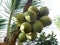 Coconut tree and bunch of fruit
