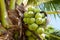 Coconut tree with coconut fruit