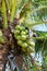 Coconut tree with coconut fruit