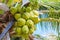 Coconut tree with coconut fruit