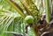 Coconut tree with coconut fruit