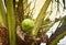 Coconut tree with coconut fruit