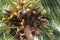 Coconut tree and coconut is growing in south asia.