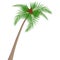Coconut tree with coconuts isolated on white background.